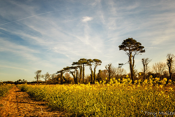 Filgates Gormanston