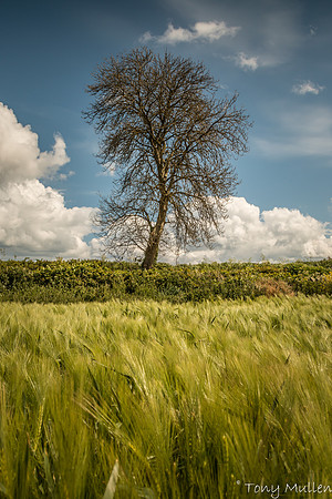 Gormanston Fields