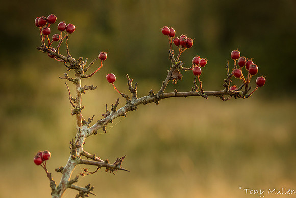 Winter Berries