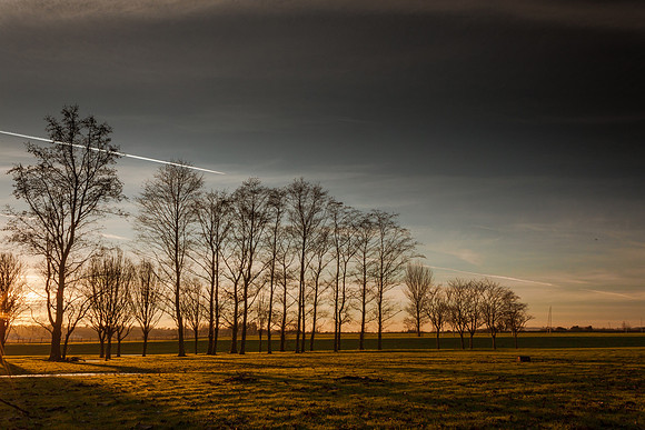 Gormanston Tree Line