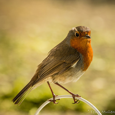 The Robin