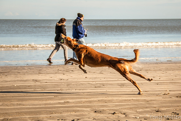 Happy Out - Gormanston