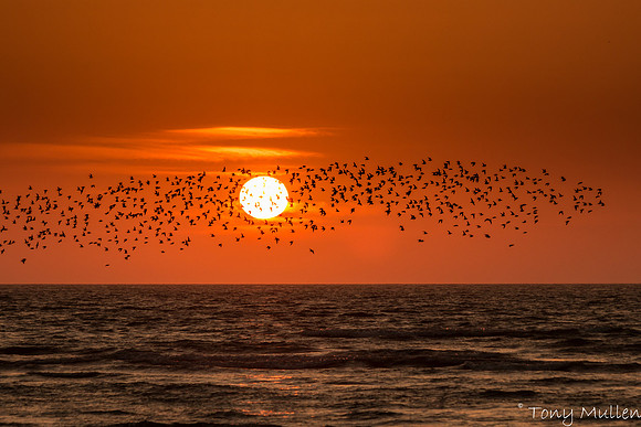 Laytown at Dawn