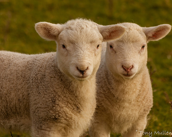 Gormanston Lambs