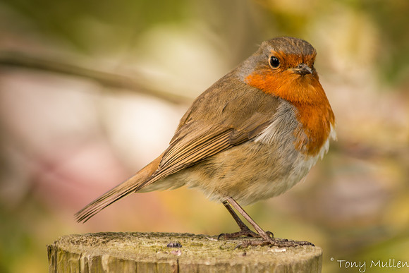 The Robin