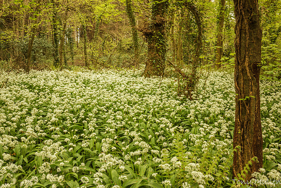 Gormanston Woods