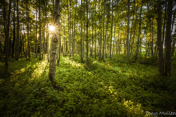 Gormanston Woods