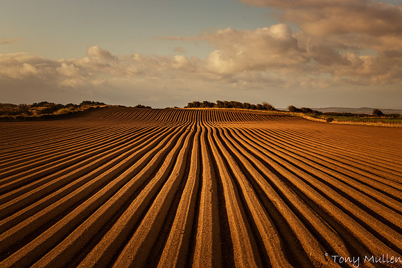 The Field
