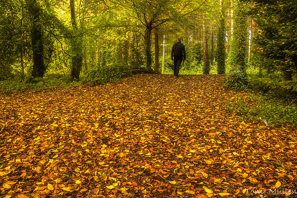 Gormanston Woods