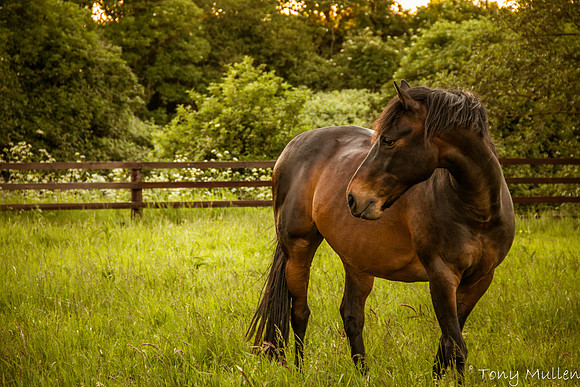 Horse Meadow